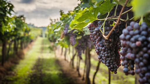 YouneeqAI benefits to winery